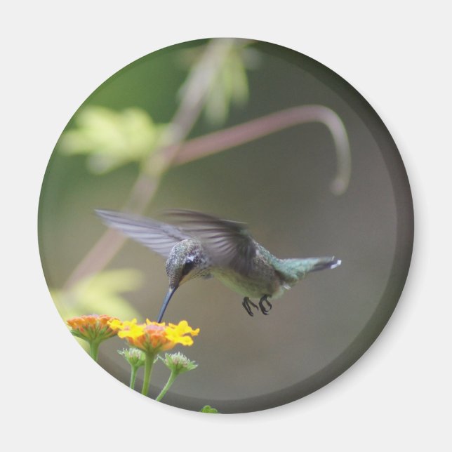 Summer Humming Magnet (Framsidan)