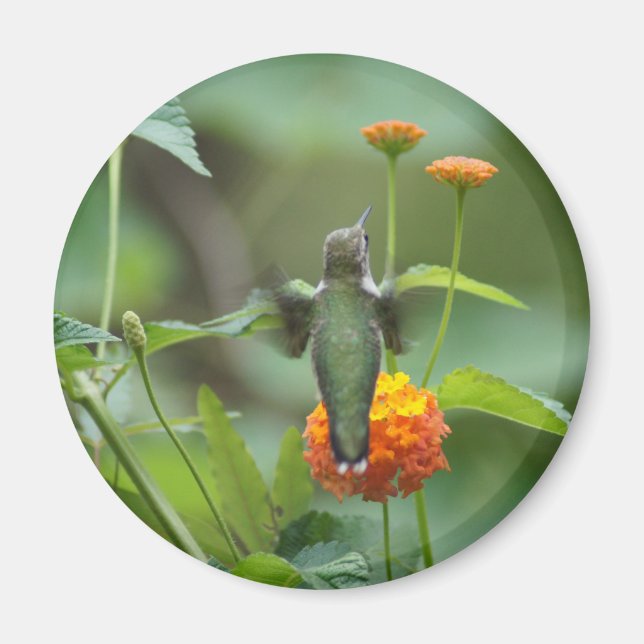 Summer Humming Magnet (Framsidan)