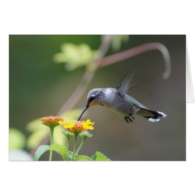 Summer Humming OBS Kort (Framsidan Horizontal)
