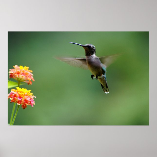 Summer Humming Poster (Framsidan)