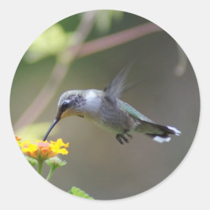 Summer Humming Runt Klistermärke