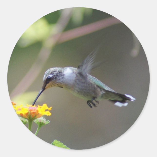 Summer Humming Runt Klistermärke (Framsida)