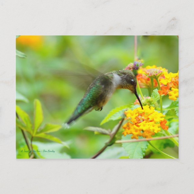 Summer Hummingbird Vykort (Framsida)