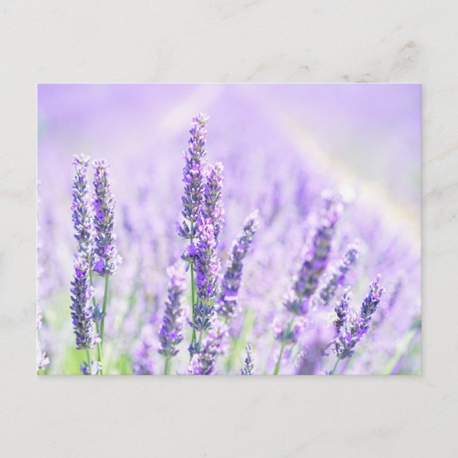 Summer Lavender Vykort (Framsida)