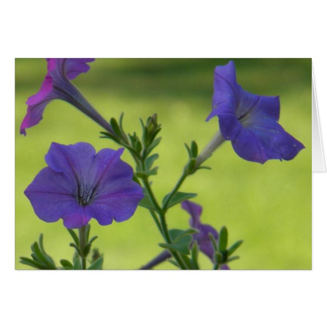Summer Petunias OBS Kort (Framsidan Horizontal)