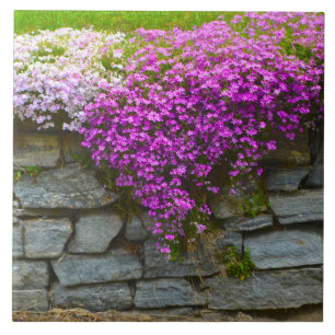 Summer Phlox Tile Kakelplatta