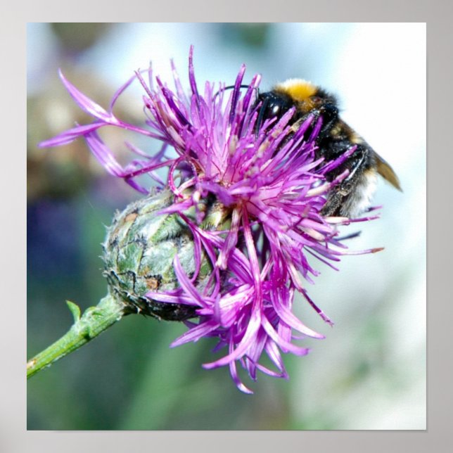 Summer Splendor Poster (Framsidan)