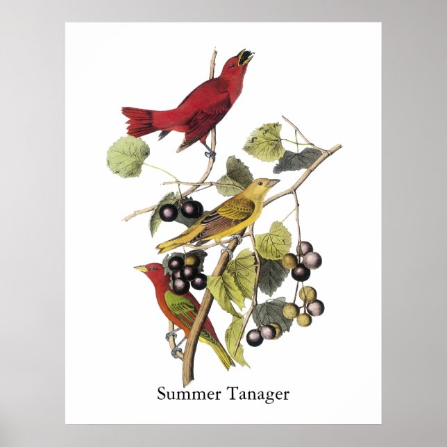 Summer Tanager av John Audubon Poster (Framsidan)
