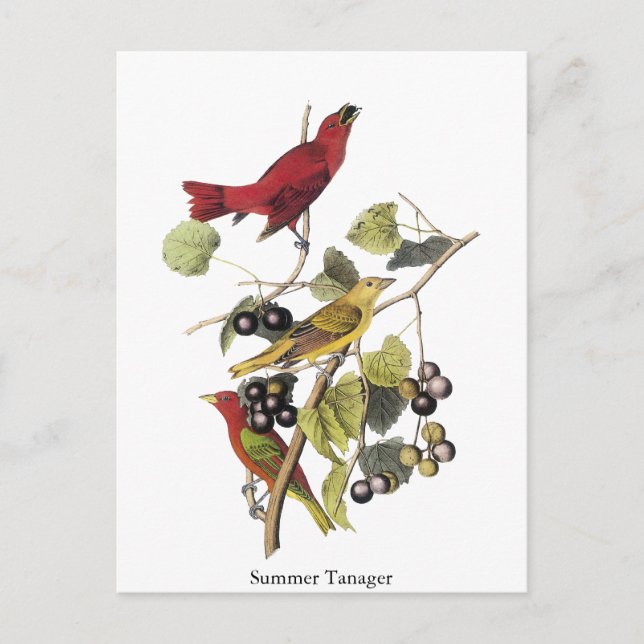 Summer Tanager av John Audubon Vykort (Framsida)