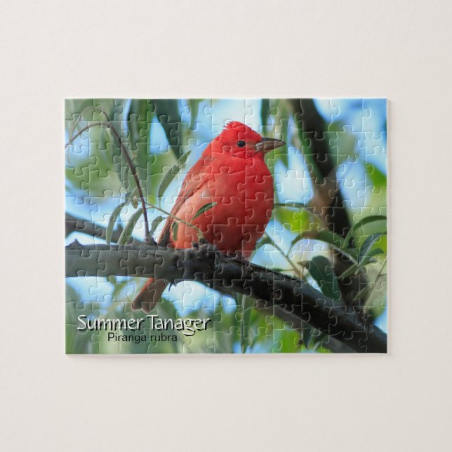 Summer Tanager Bird Pussel (Horisontell)