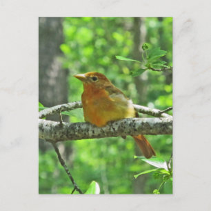 Summer Tanager (hona) Vykort