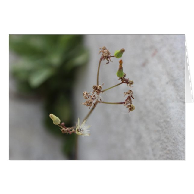 Summer Wish Ogräs Hälsningskort (Framsidan Horizontal)