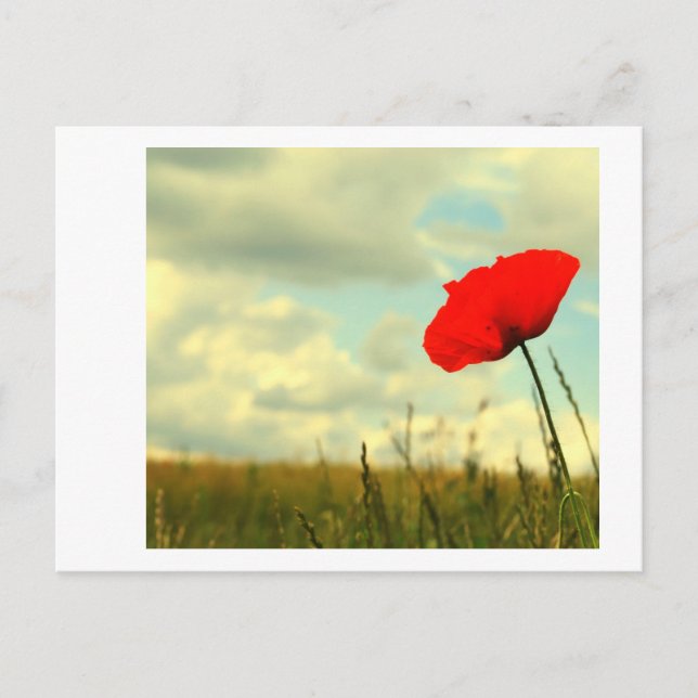 Summerdröm Vykort (Framsida)