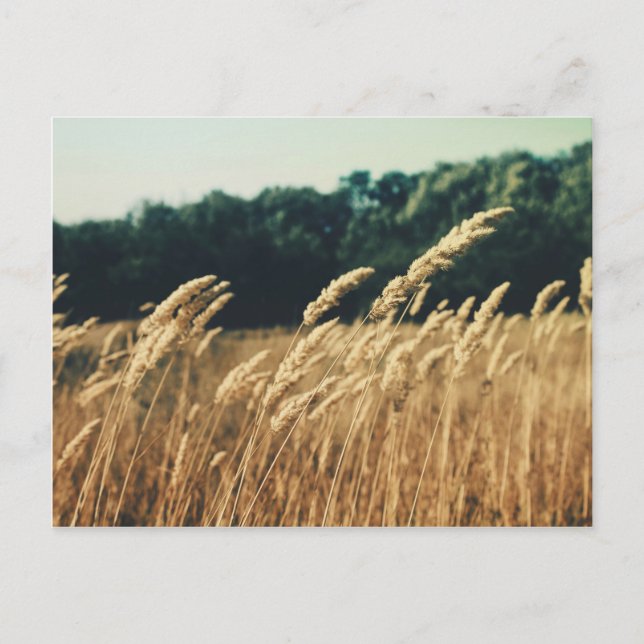 Summerfield Vykort (Framsida)