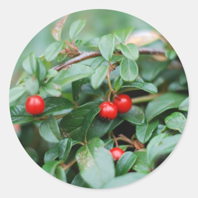 Summertime Sticker Runt Klistermärke (Framsida)