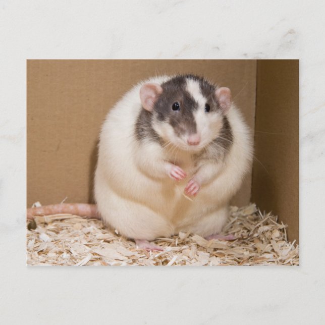 sumo råtta vykort (Framsida)