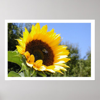 Sun Flower Poster