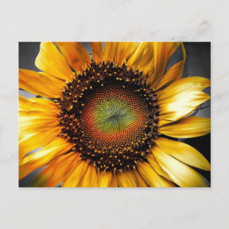 Sun Flower Vykort
