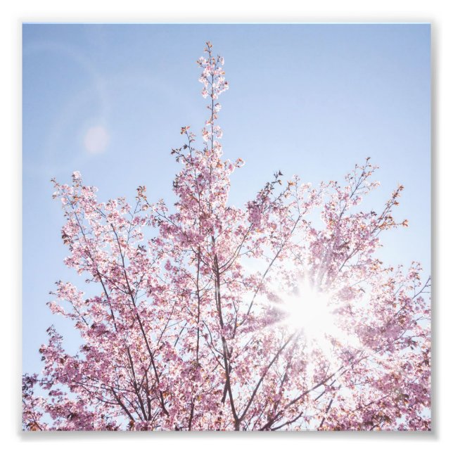 sun rays pass through pink flowers of a wow tree fototryck (Framsidan)