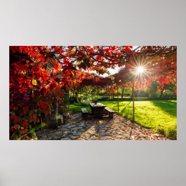 Sun through autumn leaves, Croatia Poster (Framsidan)