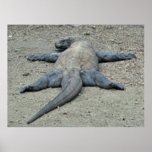 Sunbad Dragon Poster