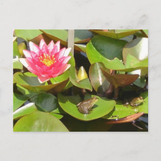 Sunbad Frogs Vykort