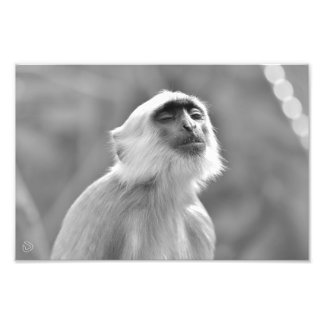 Sunbad Grått Langur Monkey - Photo Print Fototryck