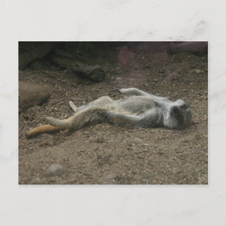 Sunbad Meerkat vykort