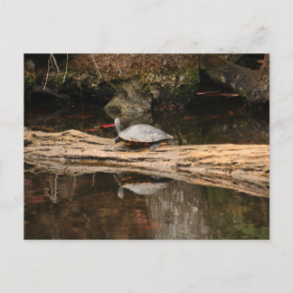 Sunbad Turtle Vykort