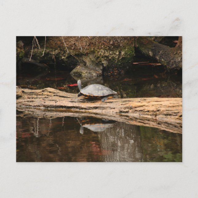 Sunbad Turtle Vykort (Framsida)