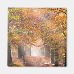 Sunbeams i en höstskogmagnet magnet