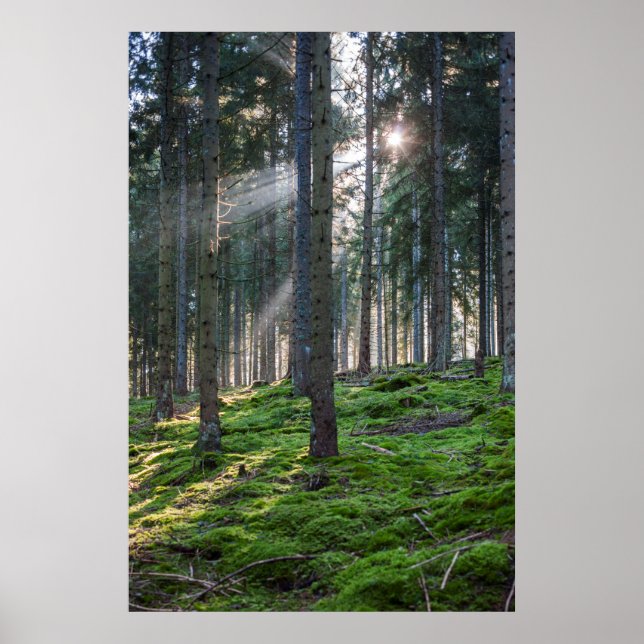 Sunbeams in the Black Forest Poster (Framsidan)