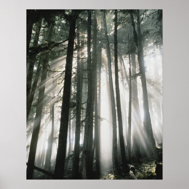 Sunbeams streaming genom träd, Mount Rainier Poster (Framsidan)