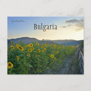 Sunblommor i Devin Bulgaria Vykort