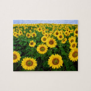 Sunblommor i Fargo, norra Dakota Pussel