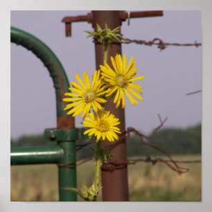 Sunblommor vid grind poster