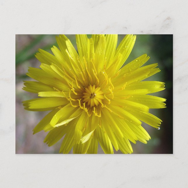 Sunburst Dew Vykort (Framsida)