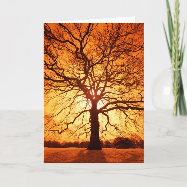 Sunburst Kort (Framsida)