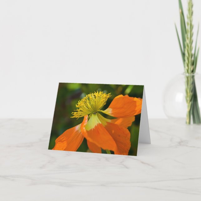 Sunburstvallmo Notecard Kort (Framsida)