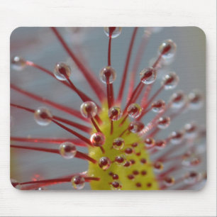 Sundew Carnivorous växt Mousepad Musmatta