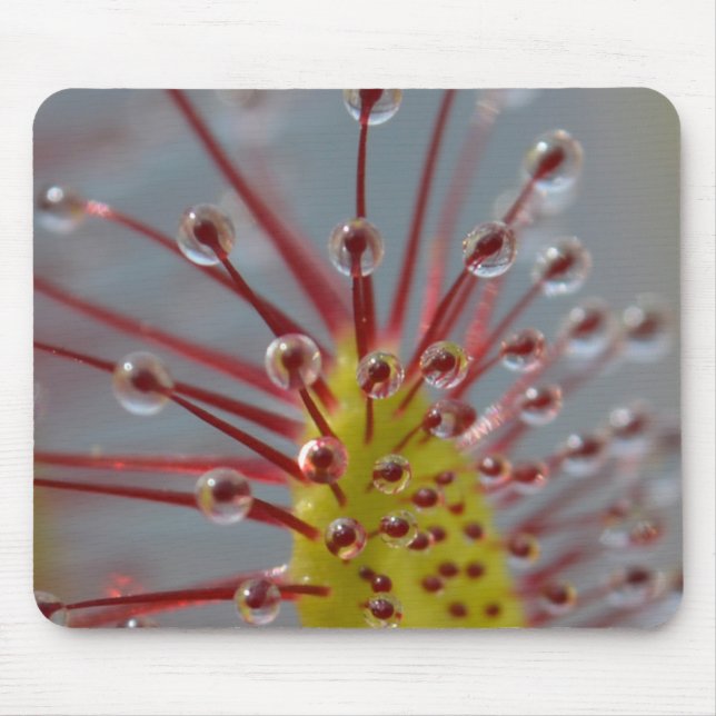 Sundew Carnivorous växt Mousepad Musmatta (Framsidan)