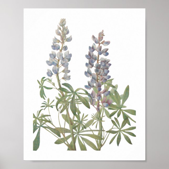 Sundial Lupine Wildblomma Poster (Framsidan)