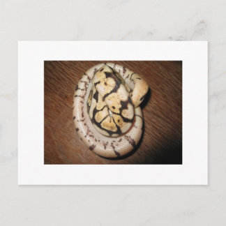 Sundin Boll Pythons Vykort