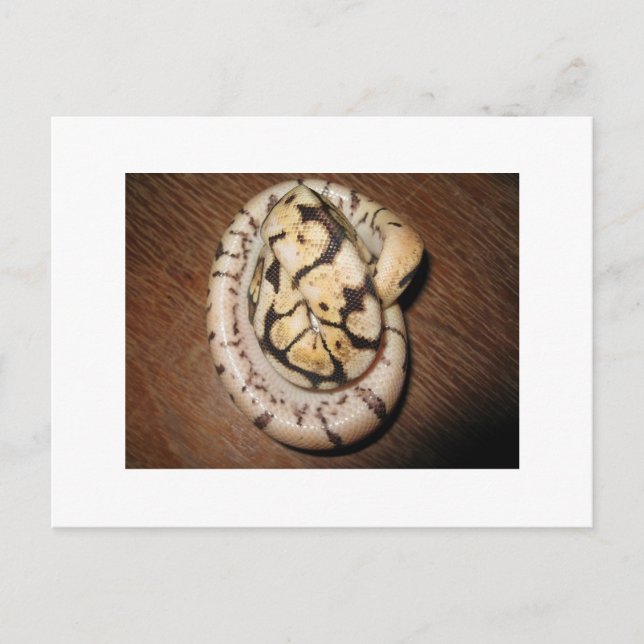 Sundin Boll Pythons Vykort (Framsida)