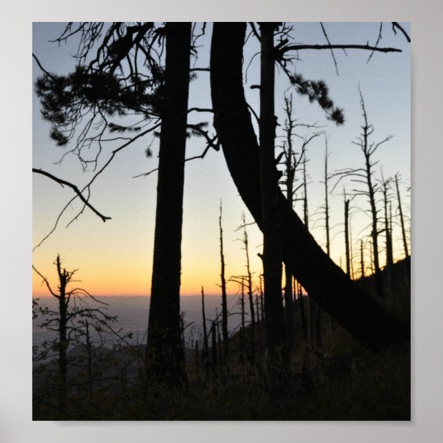 Sundown Silhouette Poster (Framsidan)