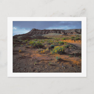 "Sundowner Plateau" Vykort