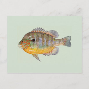 Sunfish by Duane Raver Vykort