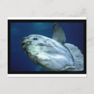 Sunfish Mola Mola 001 Vykort
