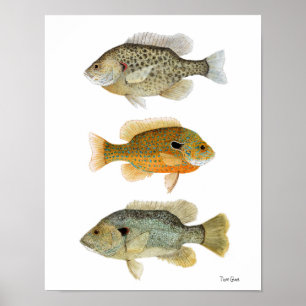 Sunfish- Remet, Longear & Grönt Sunfish Poster
