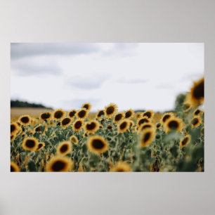 SUNFLÖDESFOTOS NEDLÄGGNING POSTER